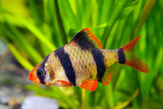 Tiger Barb (Pair)