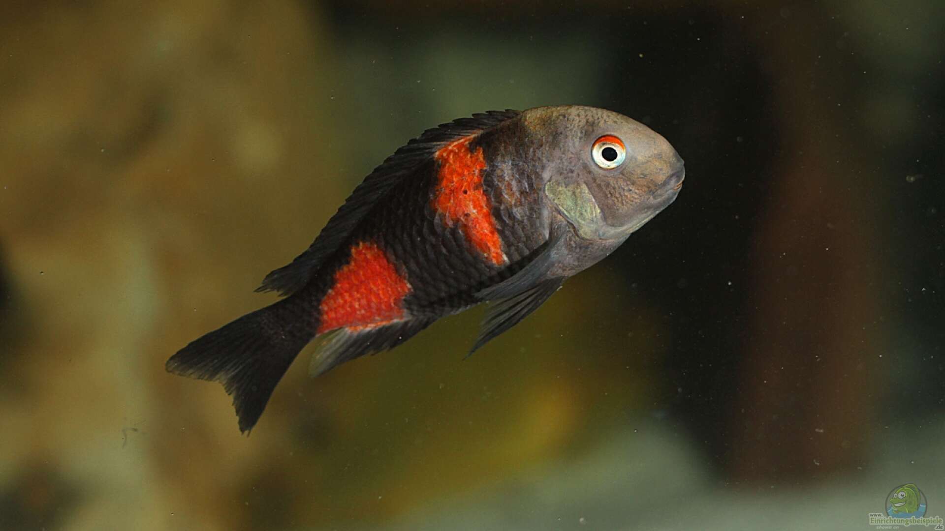 Tropheus "bulu point" 1inch