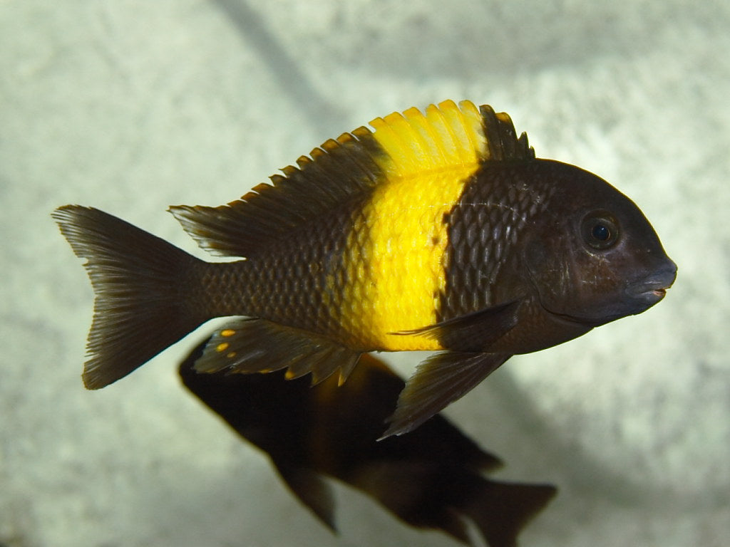 Tropheus "Kiriza" 1"