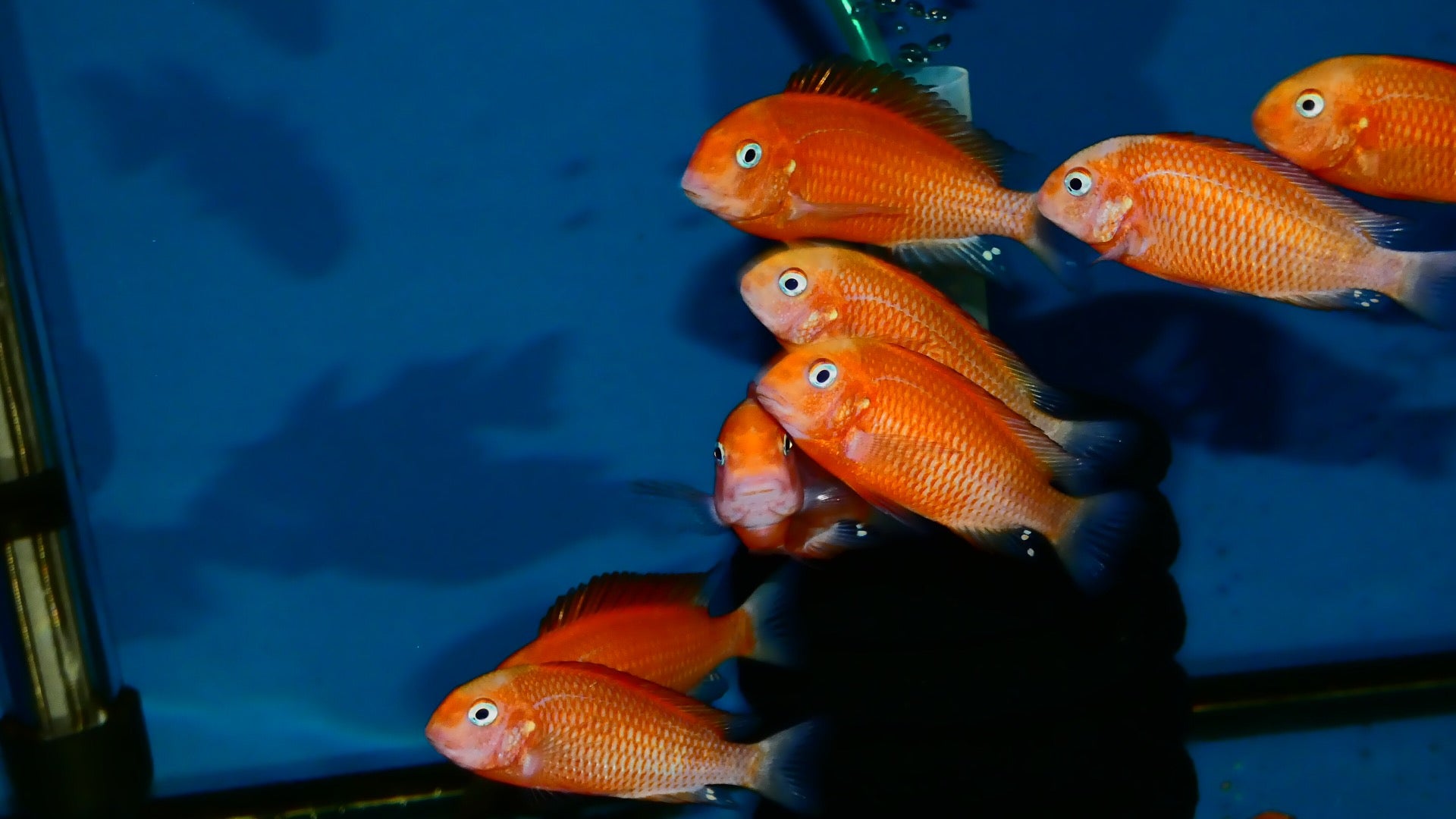 Tropheus "Red Bishop" 1"