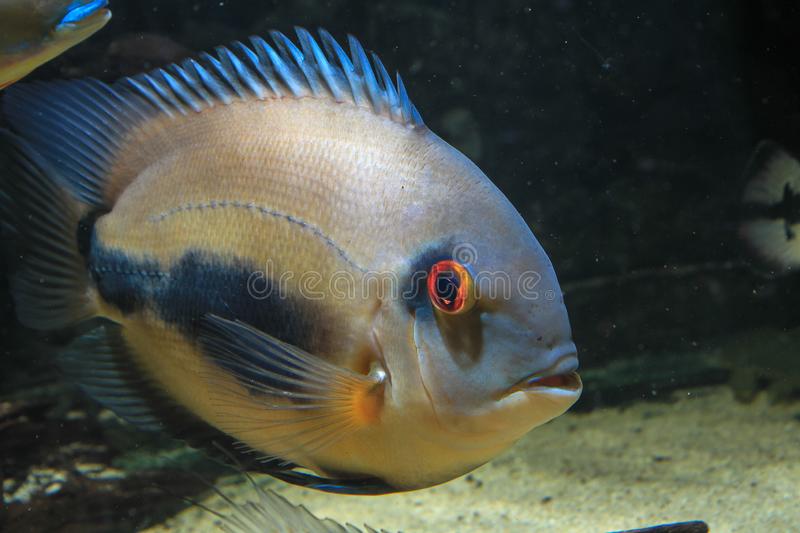 Uaru Cichlid 1inch