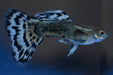 White mosaic Guppy (Pairs)