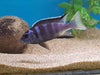 White Tail Acei 2.5"