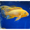 Williamsi Blue Lips 3inch