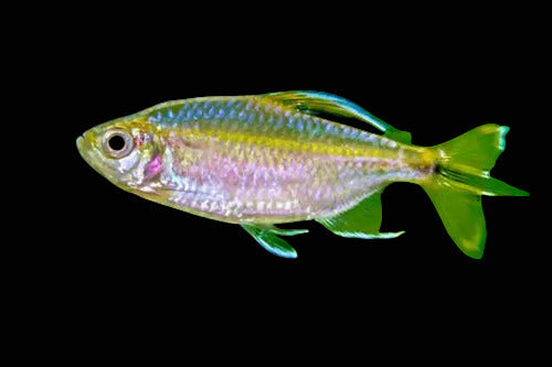 Male Yellow-Tail Congo Tetra Alestopetersius caudalis showing yellow tail and violet flank in a planted tank
