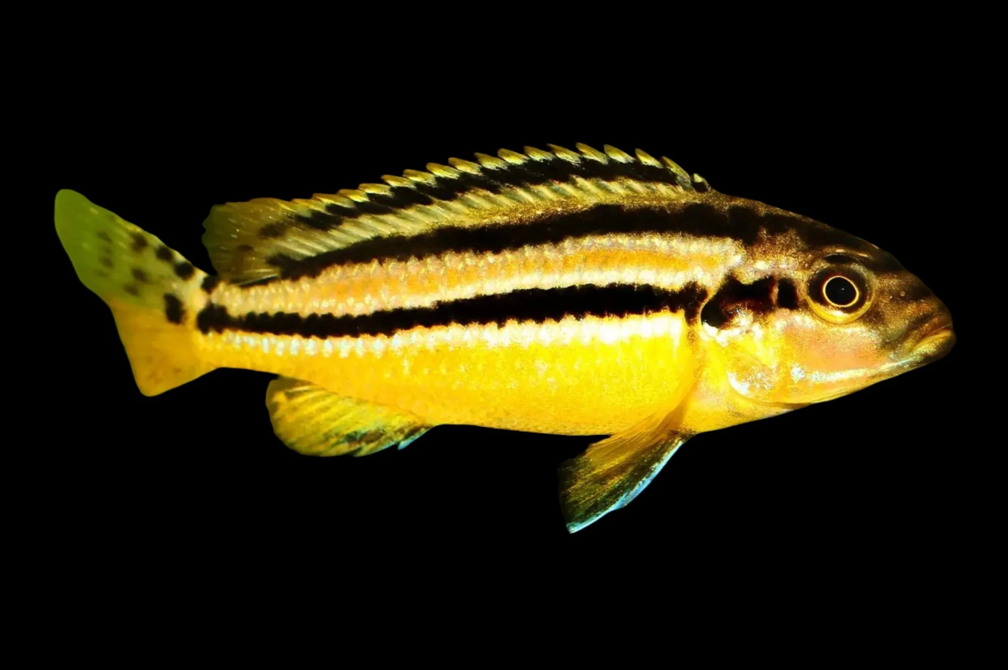 Yellow Auratus Cichlid