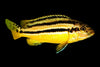 Yellow Auratus Cichlid