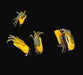 yellow fiddler crab