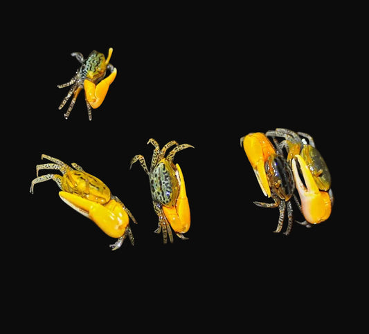 yellow fiddler crab