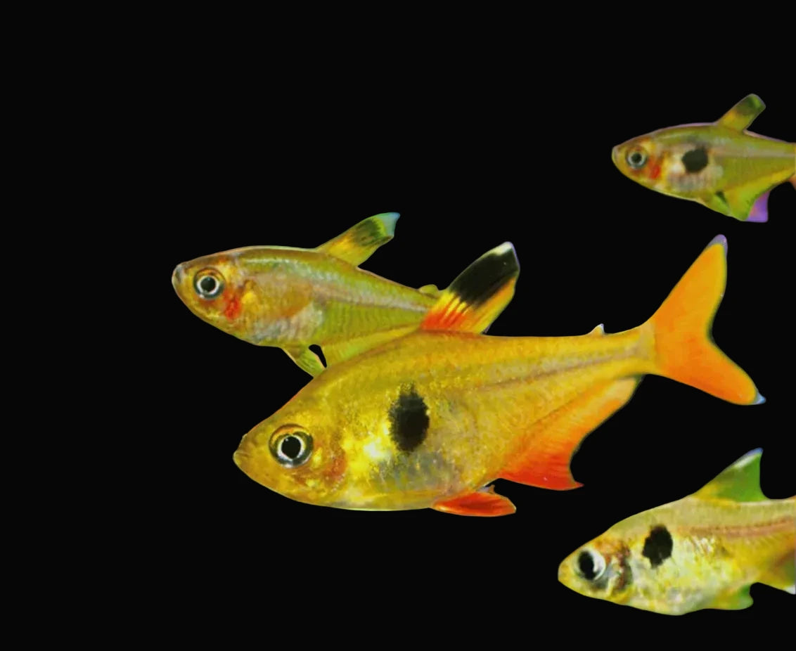 Yellow Phantom Tetra