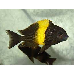Tropheus  Yellow band 2"to3"