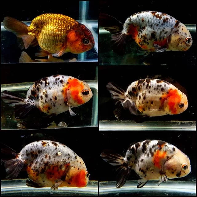 Calico Ranchu Goldfish -3inch – Best4Pets