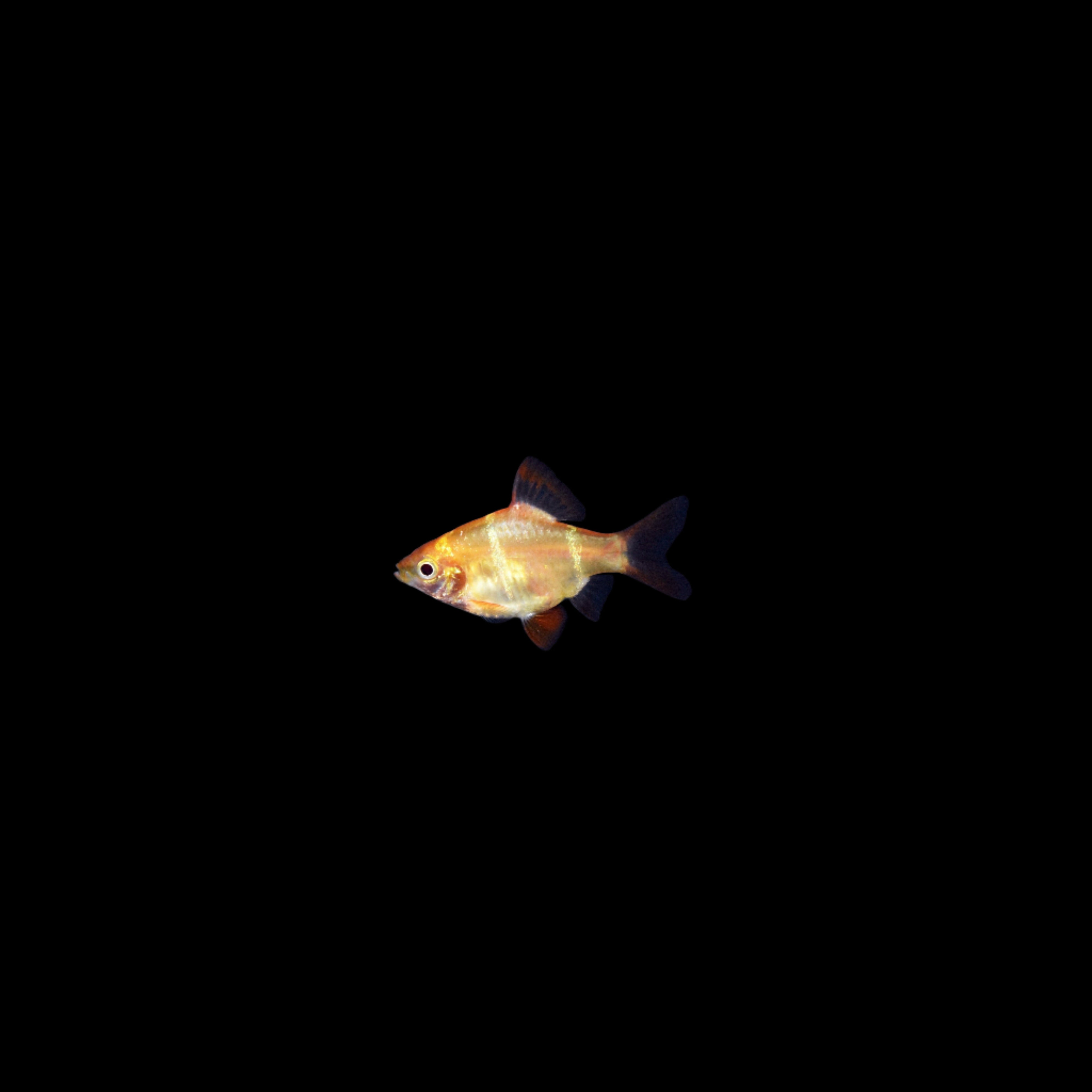 Albino Tiger Barb