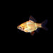 Albino Tiger Barb