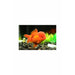 Oranda Gold fish Large, 5 inch