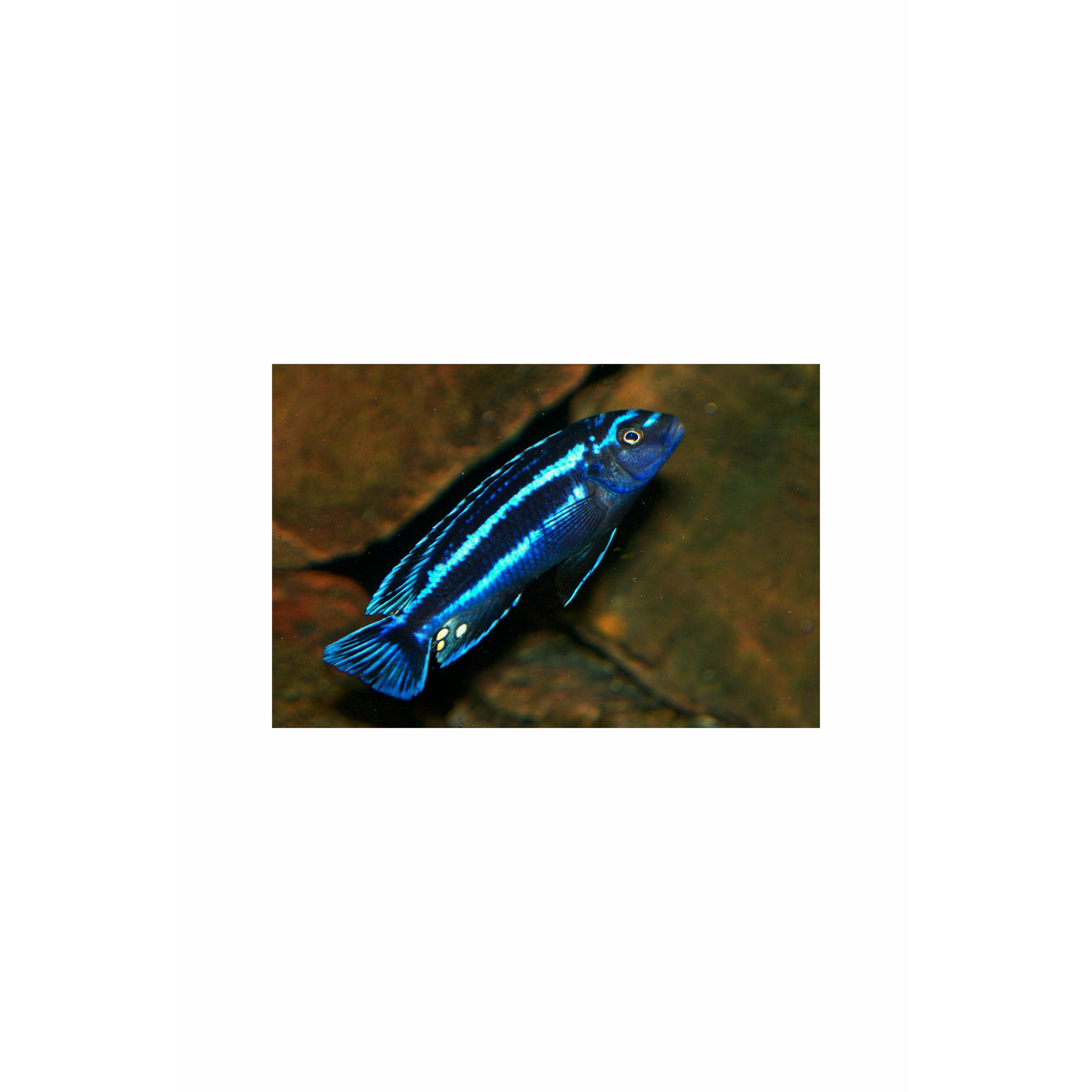 Blue Johanni Cichlid 2.5"