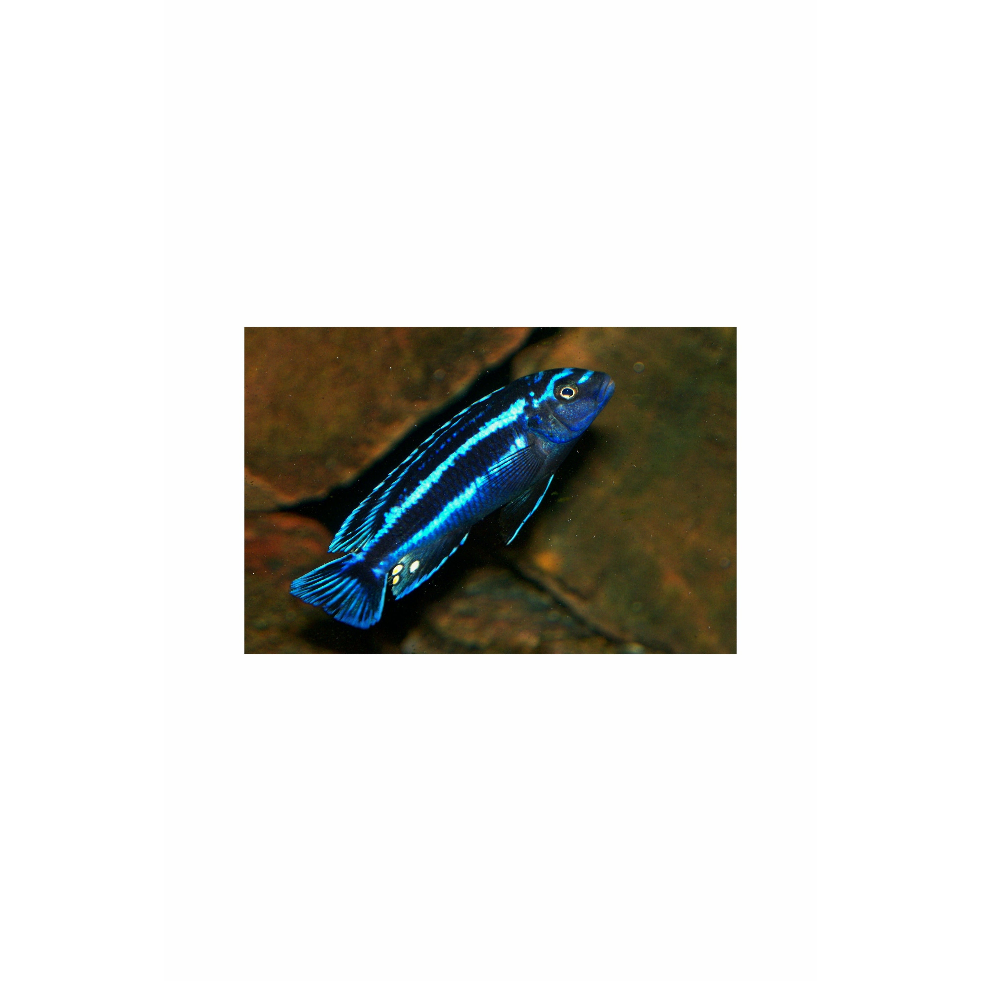 Blue Johanni Cichlid 2.5"