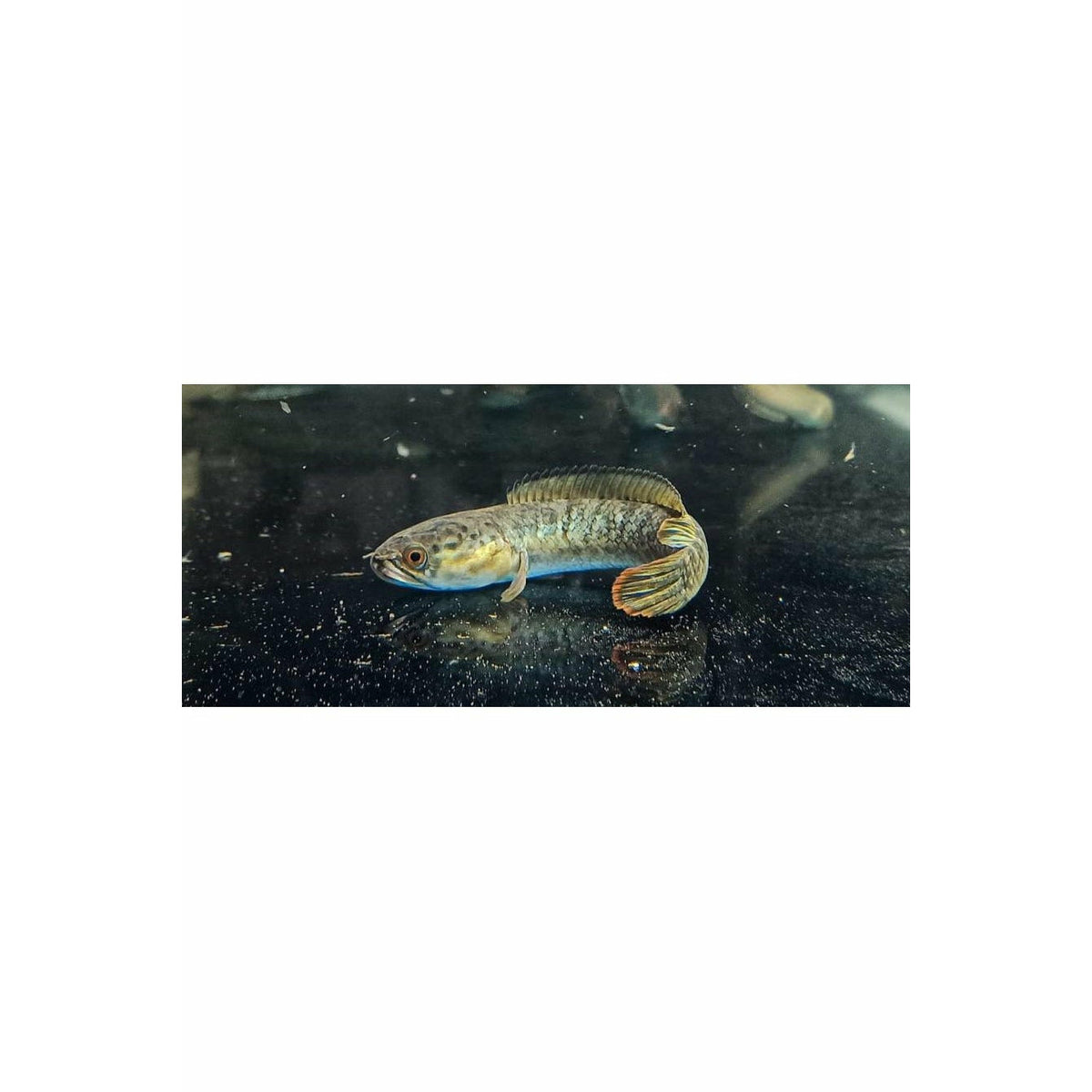 Channa gachua (Assam), 3"-4"
