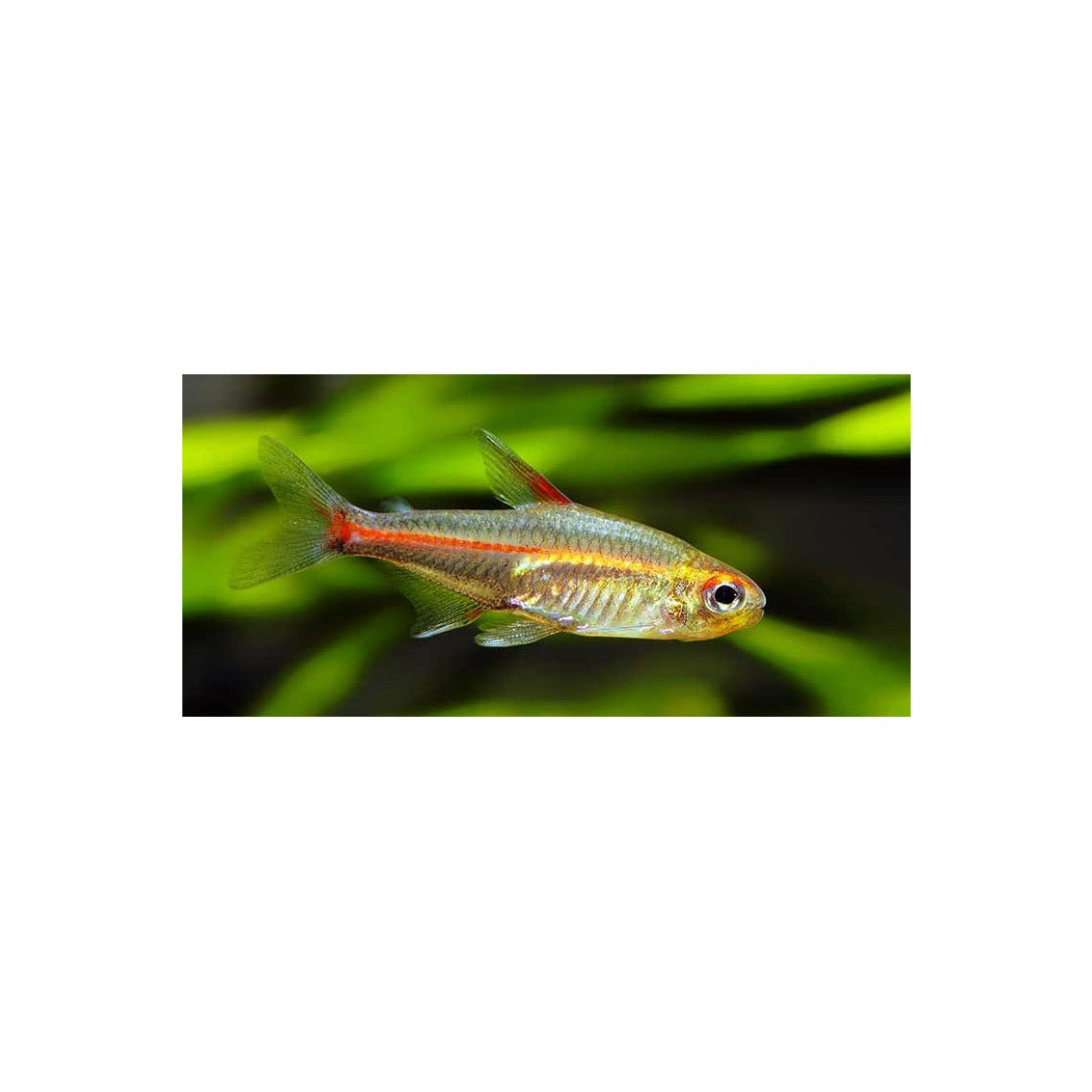 Glowlight Tetra