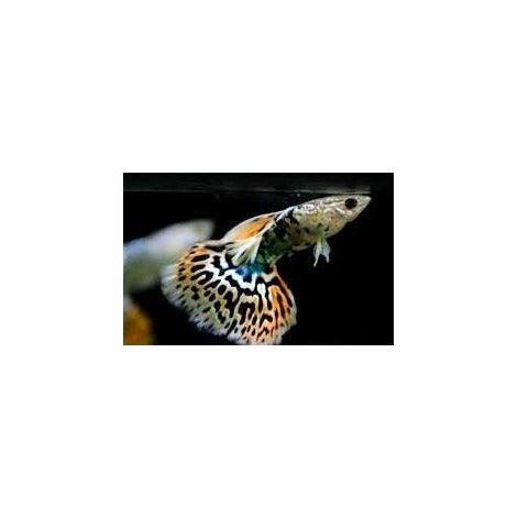 Mosaic Guppy (Cost per Pair)