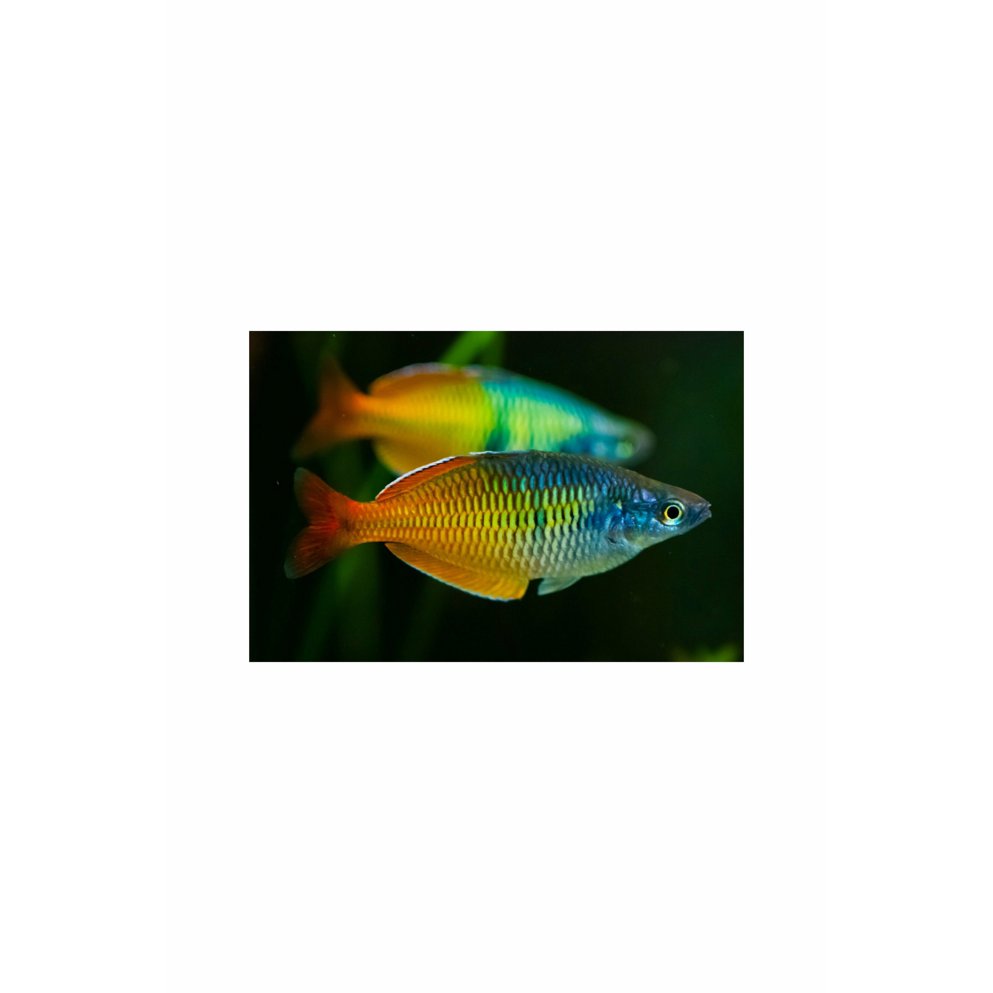 Boesemani Rainbow 1.75"-2"