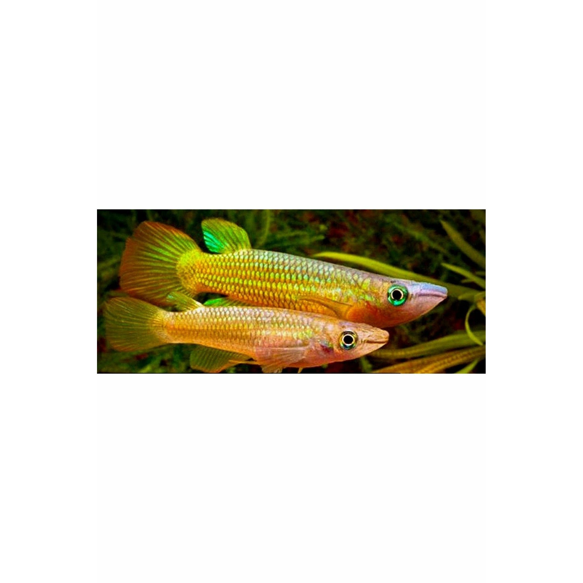 Golden Wonder Killifish 5cm