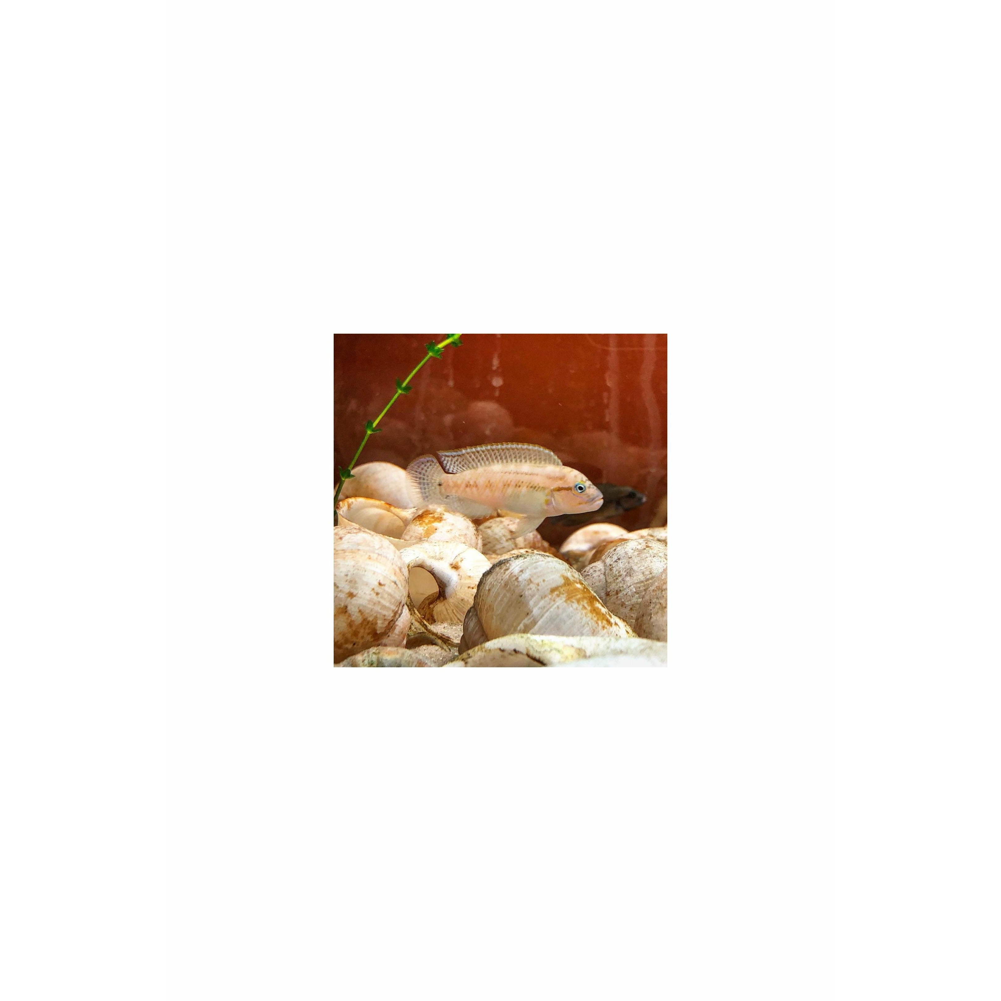 Telmatochromis temporalis Cichlid / Hump Head Cichlid 2"