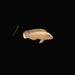 Telmatochromis temporalis Cichlid / Hump Head Cichlid 2