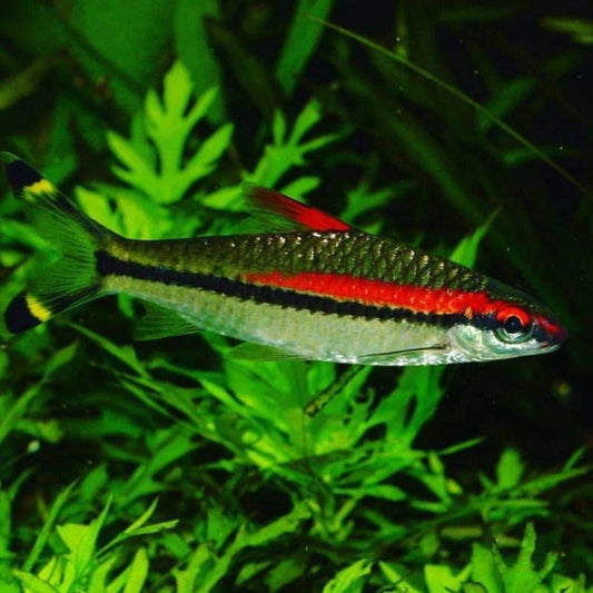 Sahayadria Denisoni Barb Small, 2"