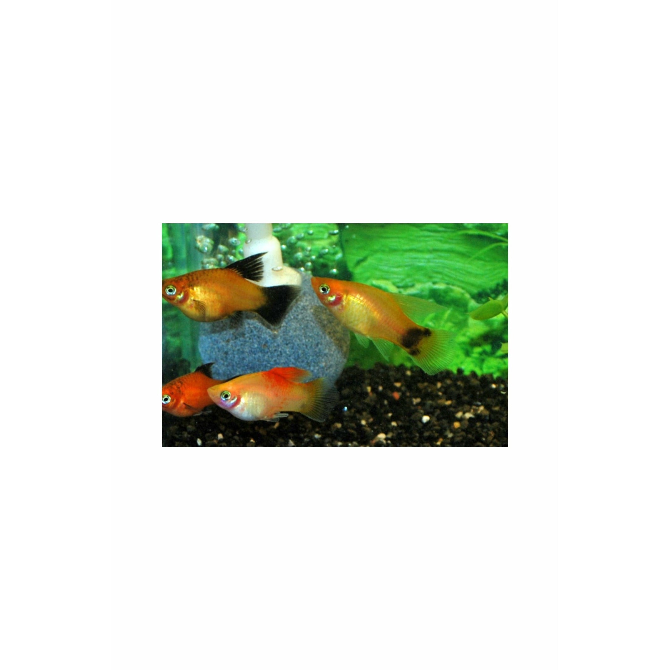 Hi-Fin Platy