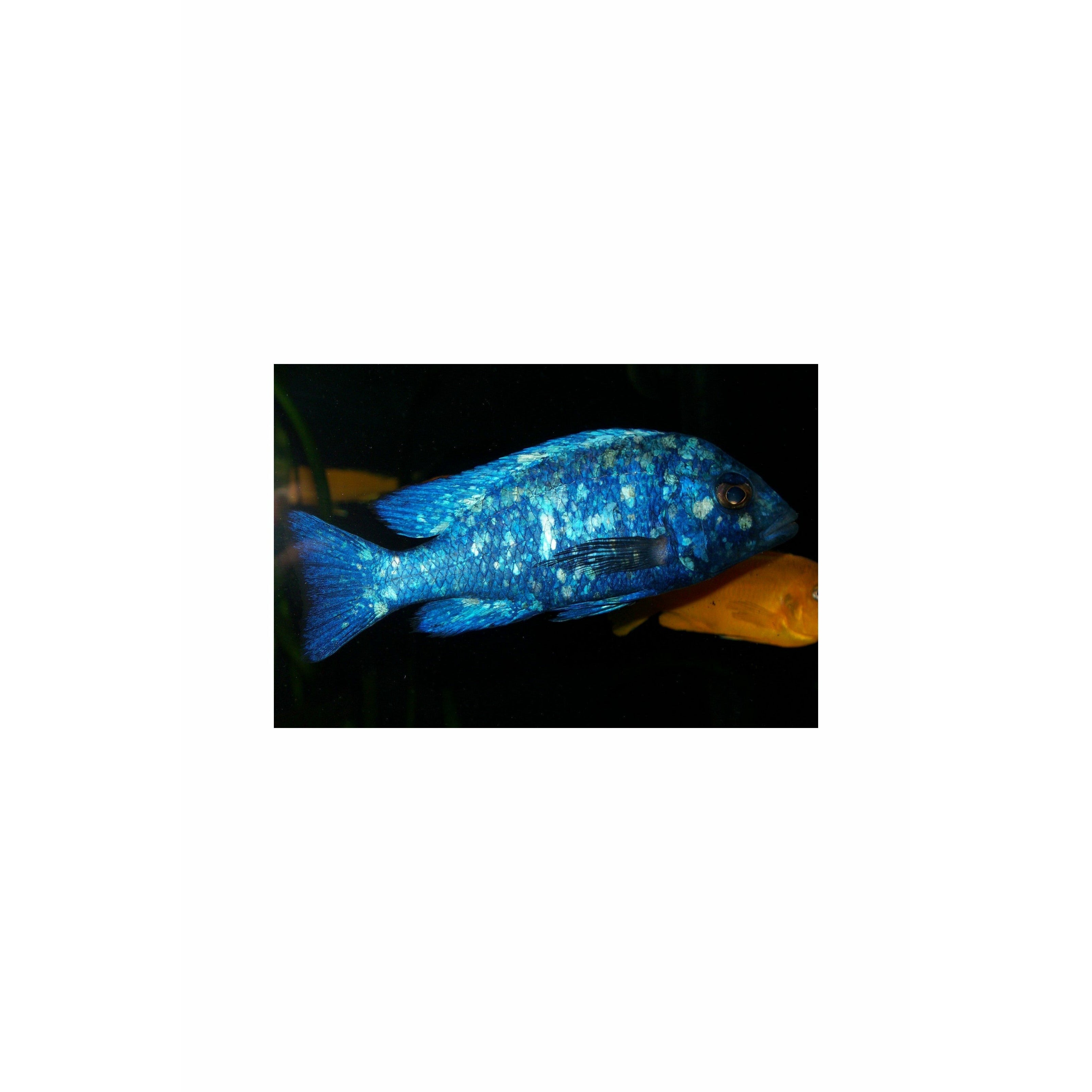 Placidochromis phenochilus 3"