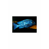 Placidochromis phenochilus 3