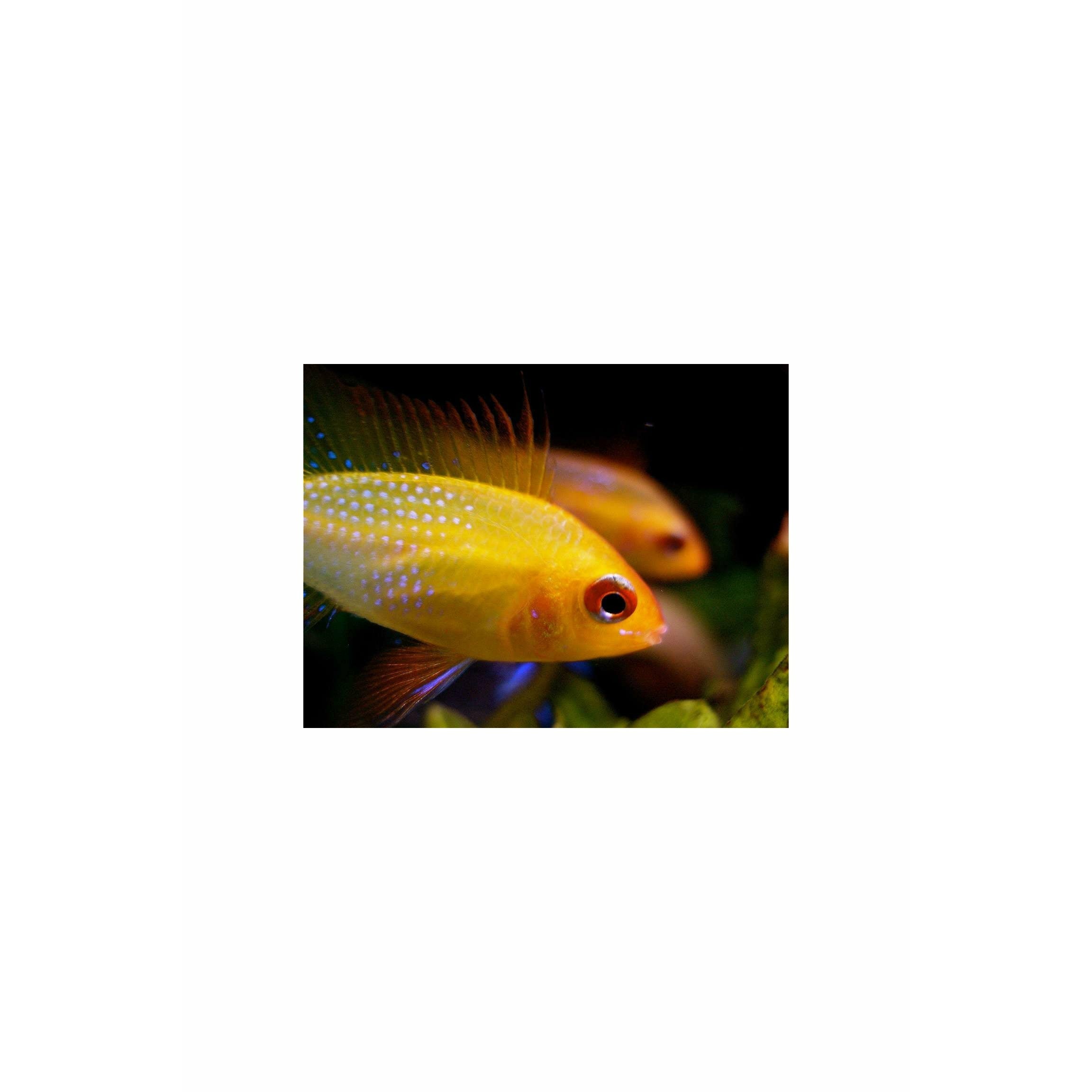 Golden Ramirezi