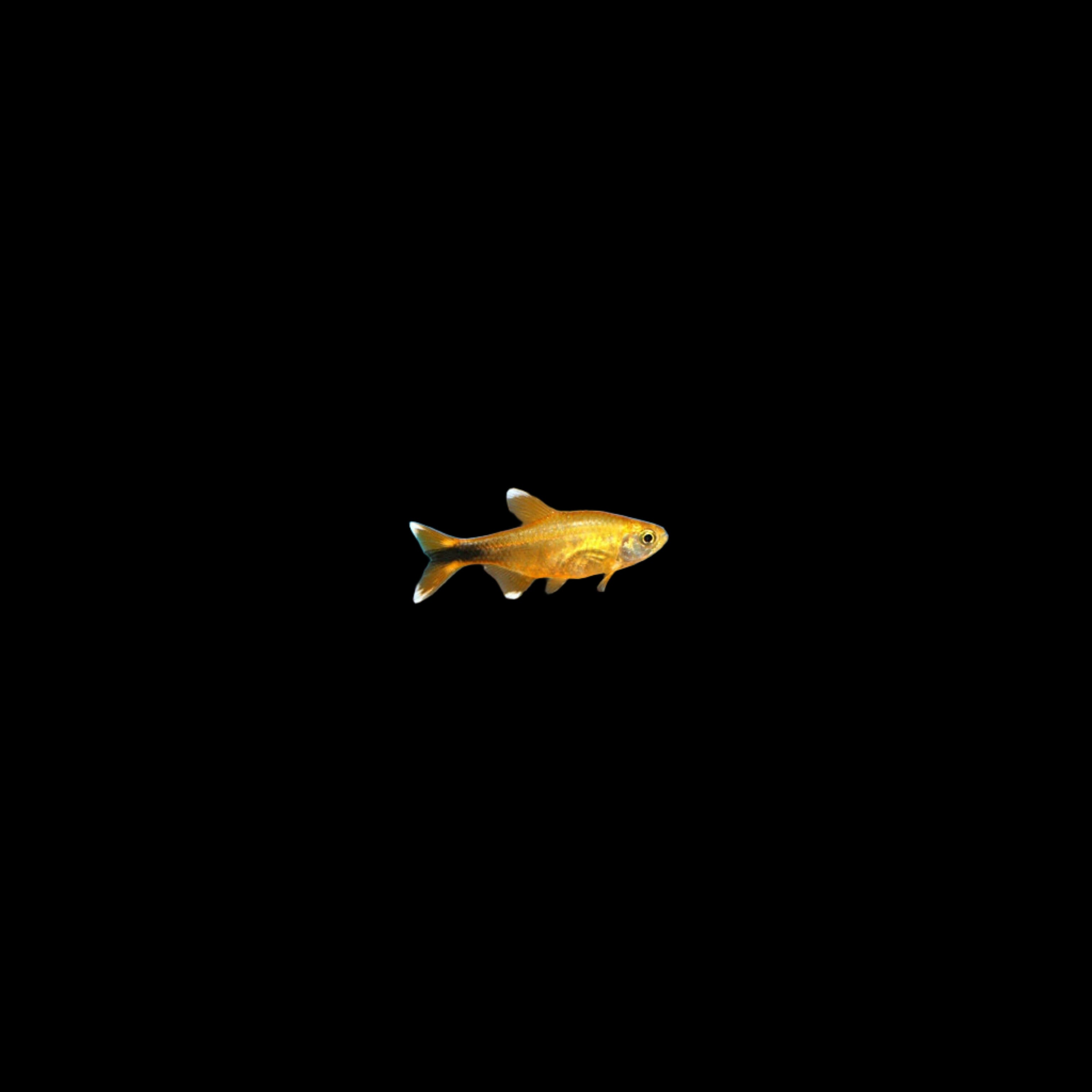 Silver Tip Tetra