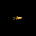 Silver Tip Tetra