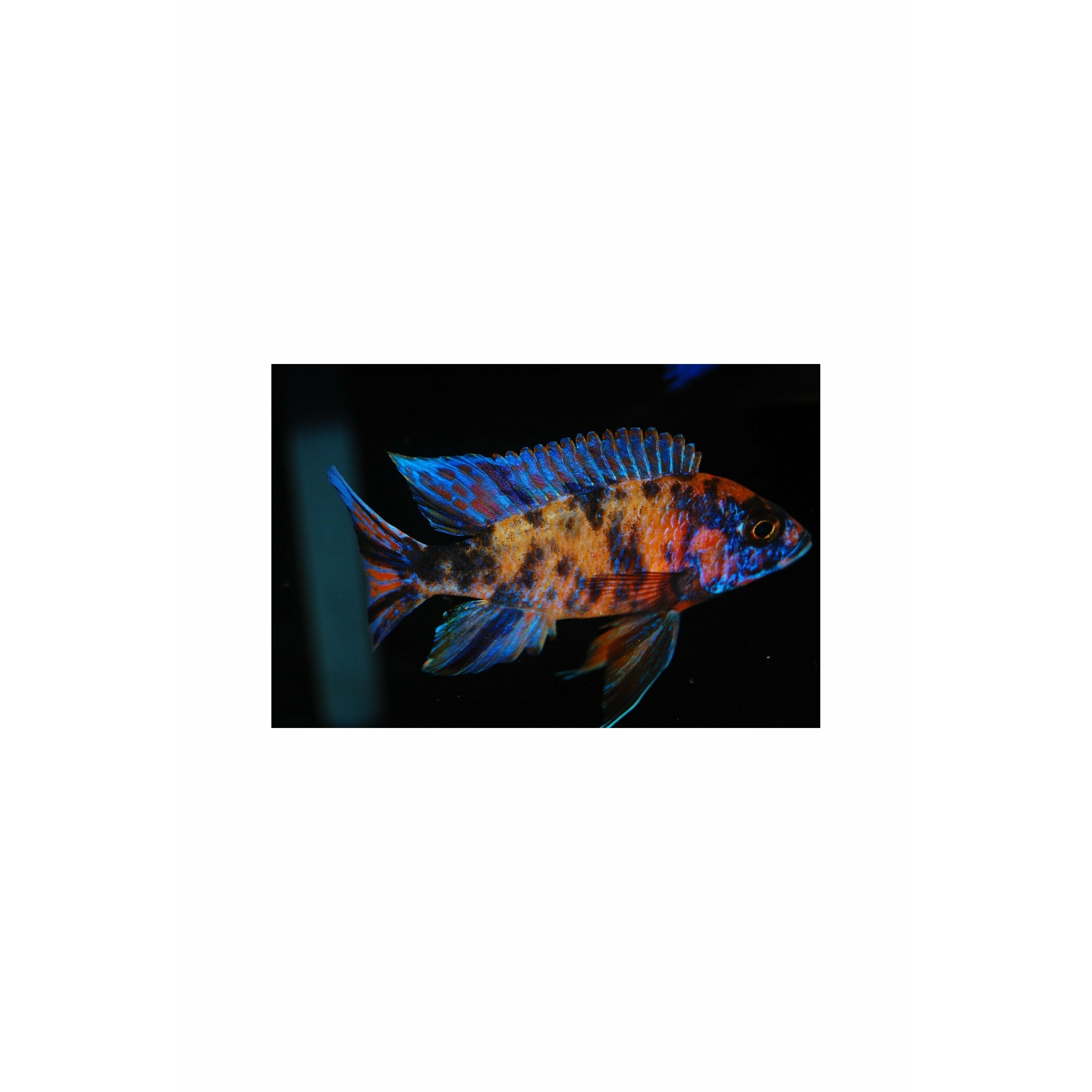 Bi-Colour Cichlid 3.5"