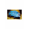 Blue Dolphin Cichlid 4