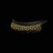 Gymnothorax tile, 'Freshwater' Moray Eel