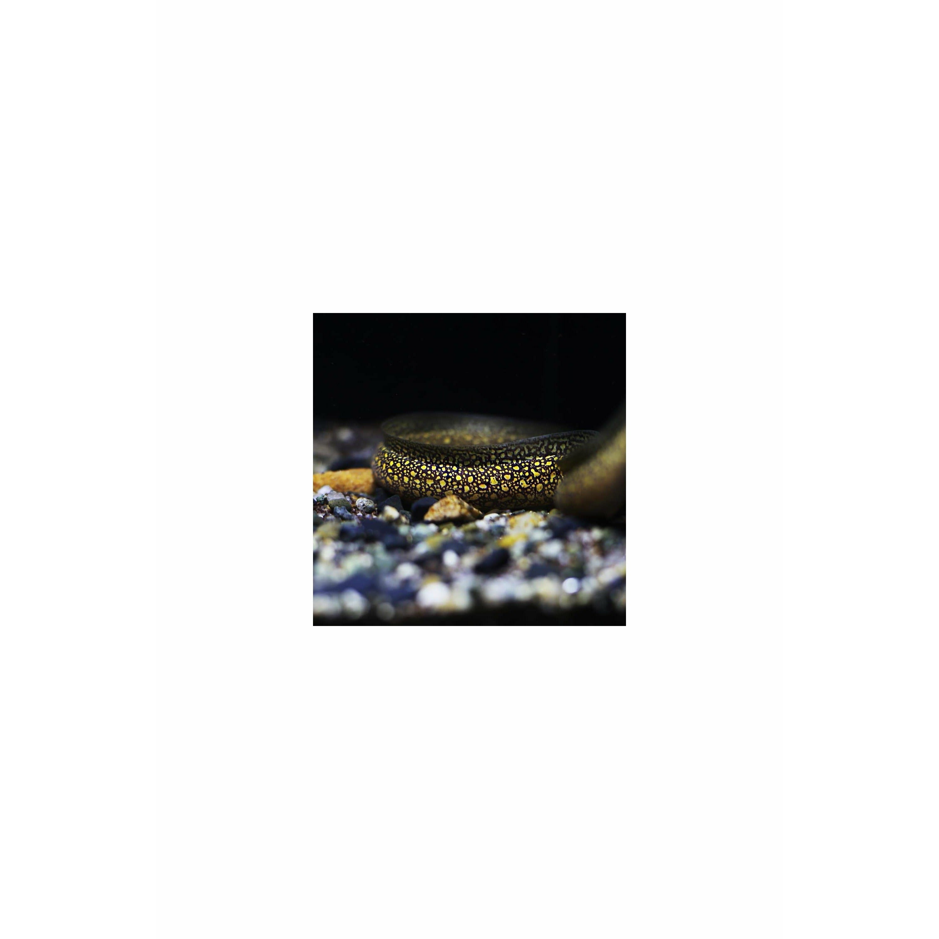 Gymnothorax tile, 'Freshwater' Moray Eel