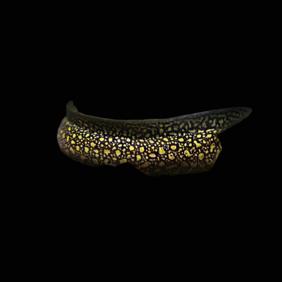Gymnothorax tile, 'Freshwater' Moray Eel
