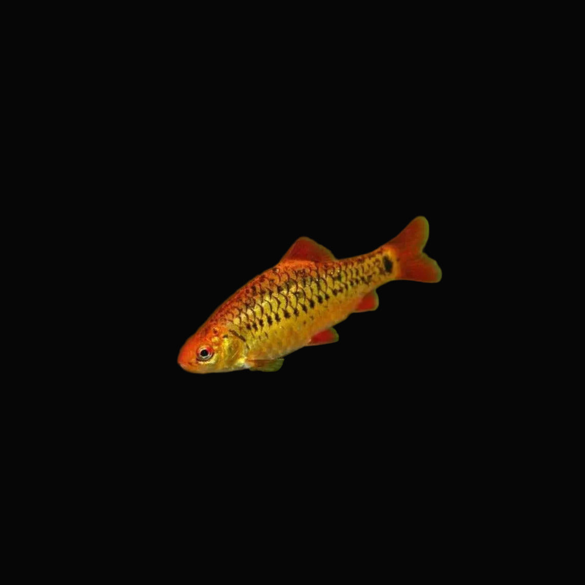 Golden Barb