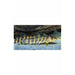 Botia dario / Queen Loach 3