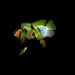 Baloon Blue Ramirezi Cichlid