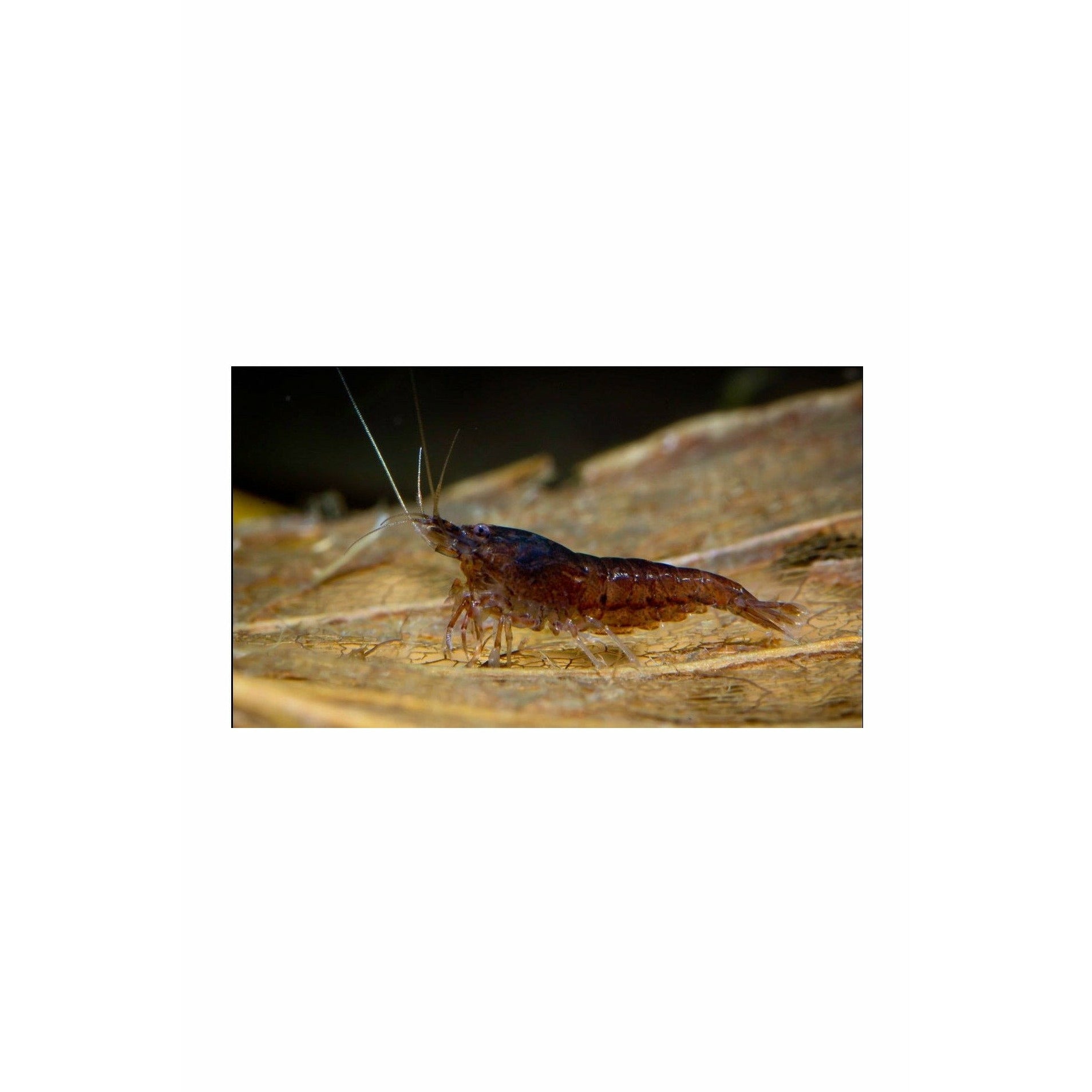 Chocolate Shrimp (Neocaridina davidi - 1/2 to 1 Inch Long)