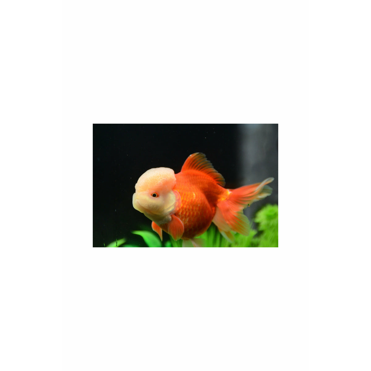 Oranda Gold fish Large, 5 inch"