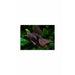 Black Moor Medium Large