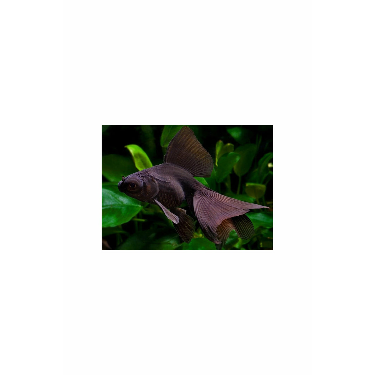 Black Moor Medium Large