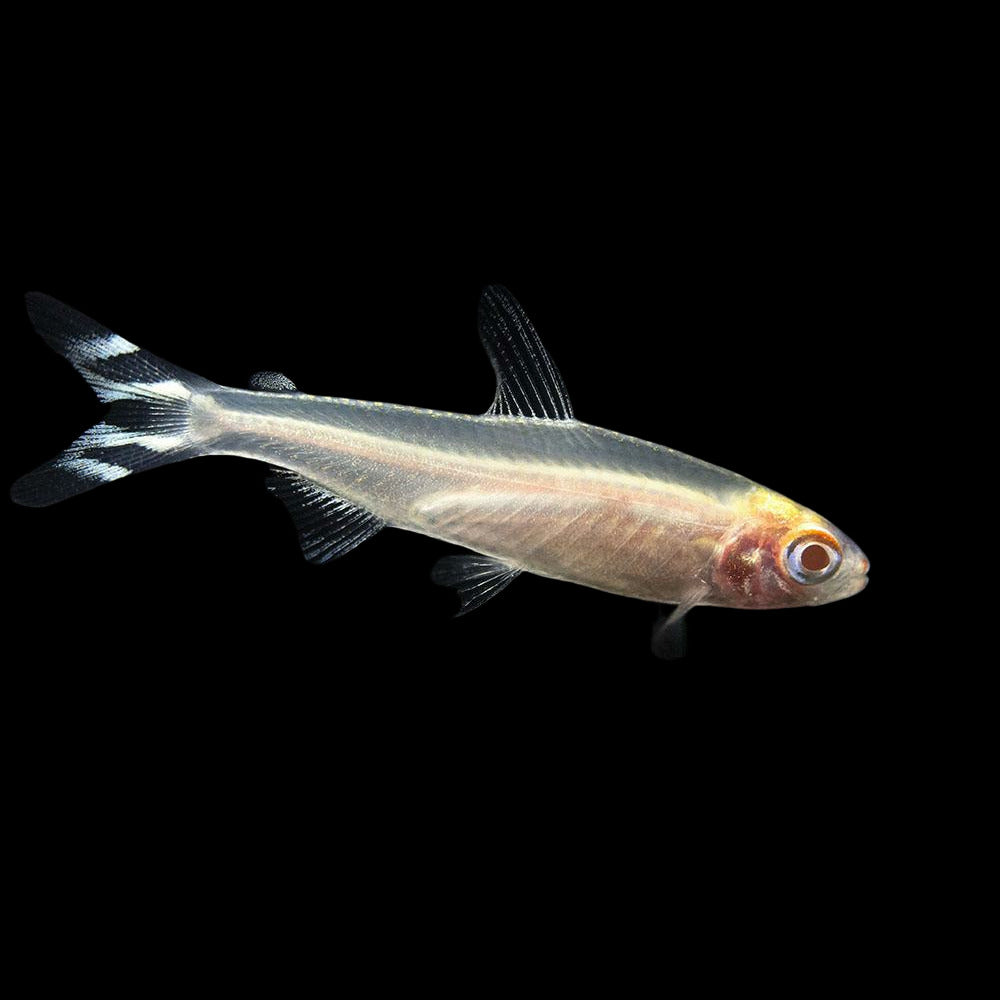 Albino Rummynose Tetra Large