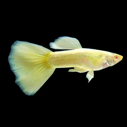 Full Gold Guppy (Pair)