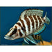 White Calvus 1.75inch